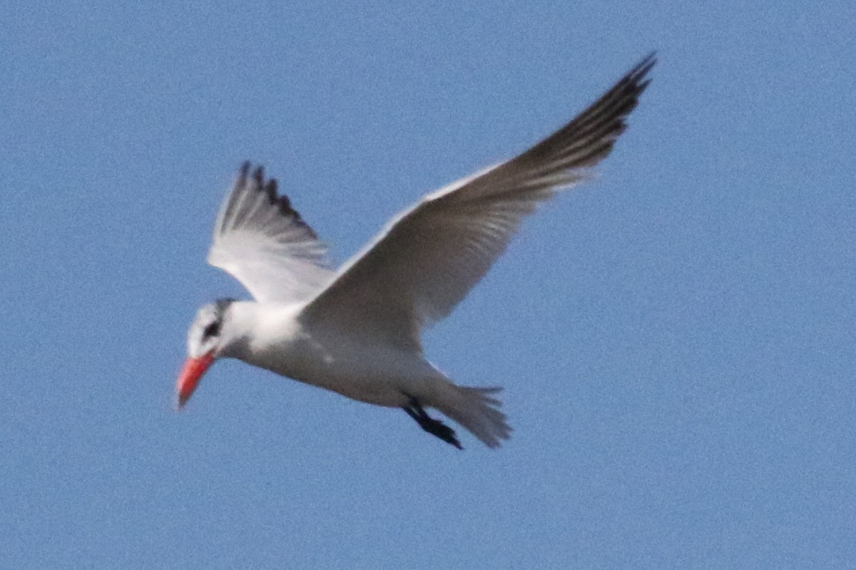 Caspian Tern - Jeffrey Blalock