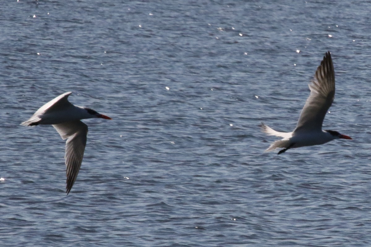 Caspian Tern - Jeffrey Blalock