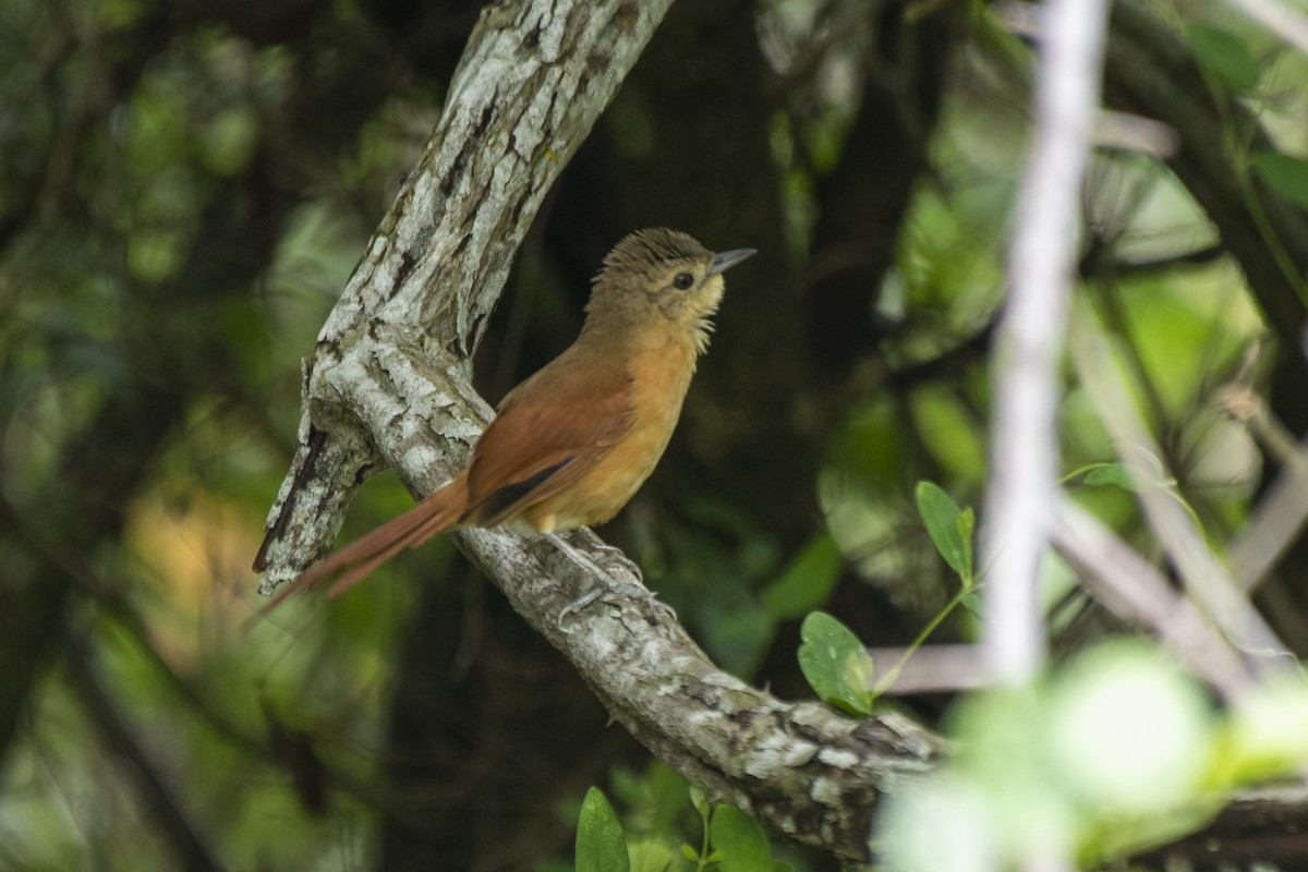 White-lored Spinetail - ML612140407