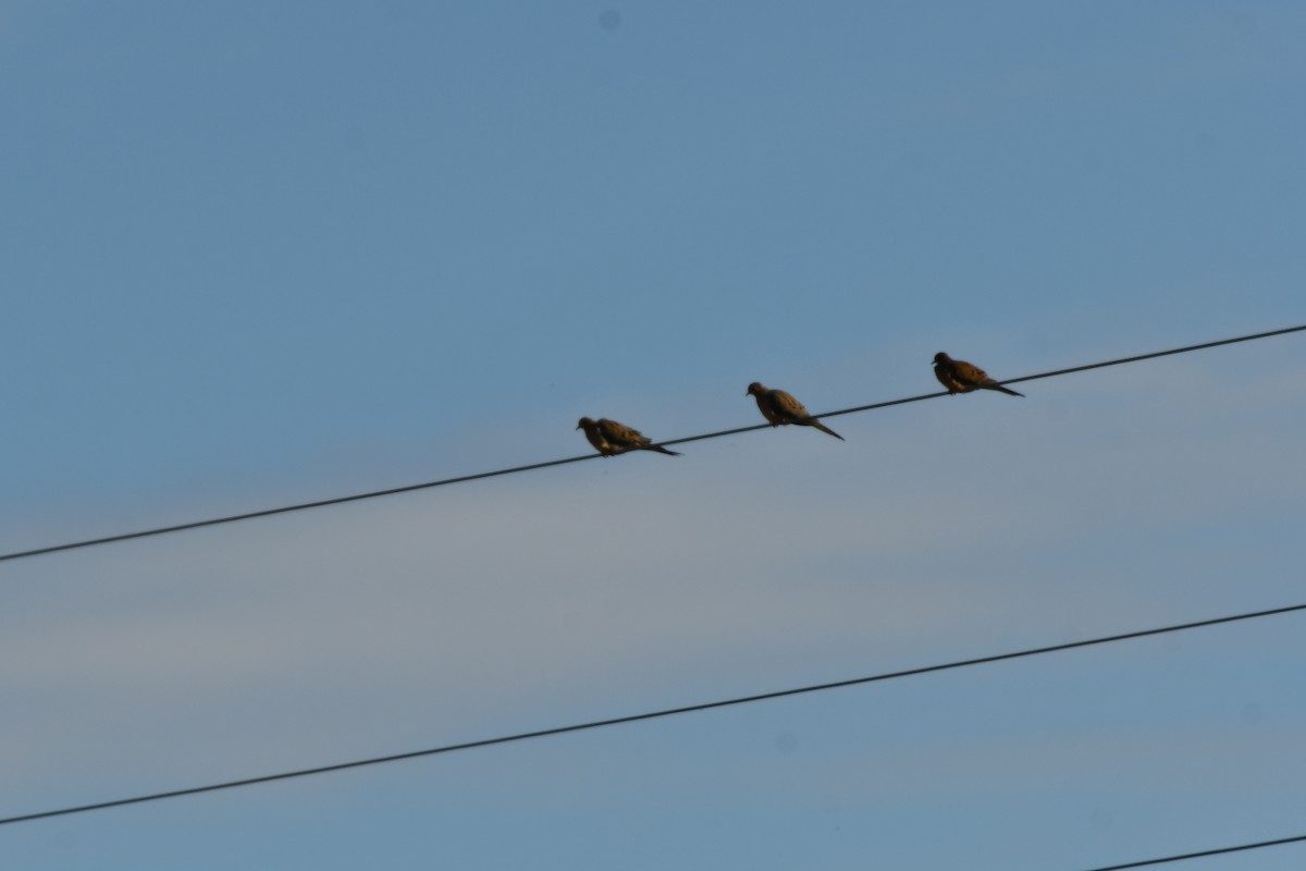 Mourning Dove - Carmen Ricer