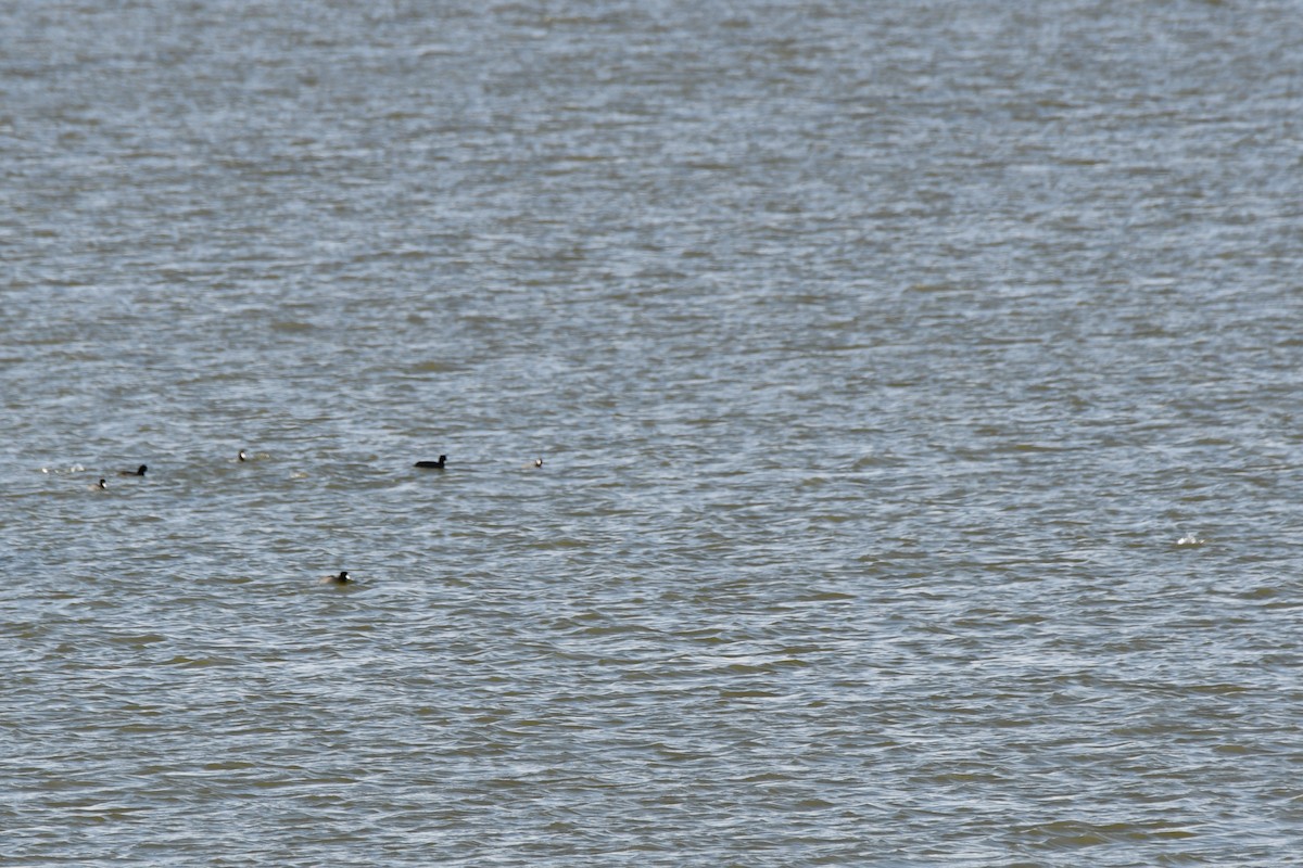 American Coot - ML612140445