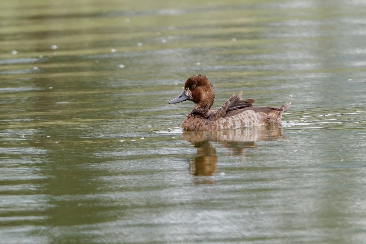 Lesser Scaup - Sergio Romero