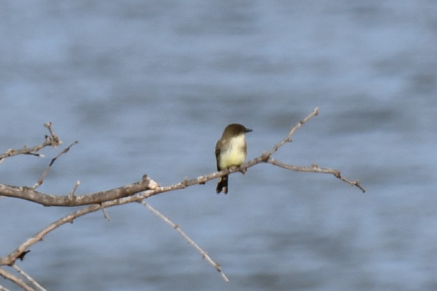 Eastern Phoebe - Carmen Ricer