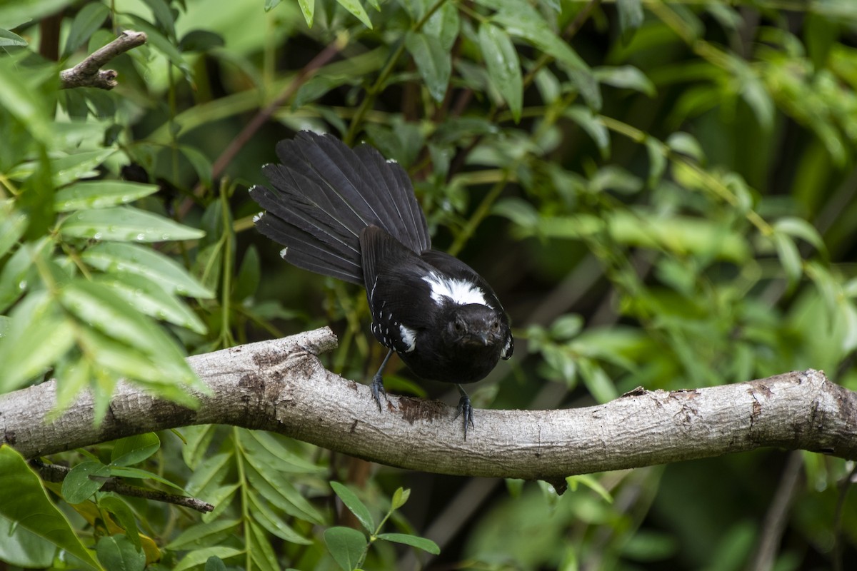 Mato Grosso Antbird - Luiz Carlos Ramassotti