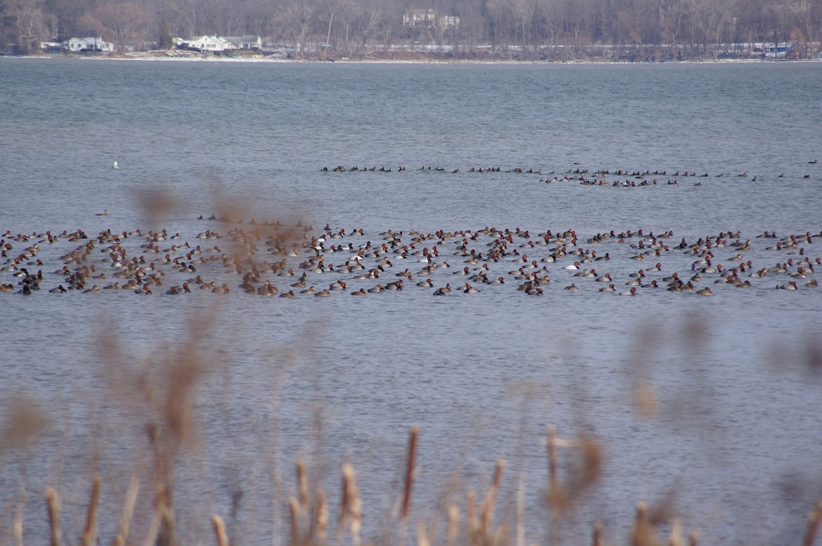 Canvasback - ML612140705