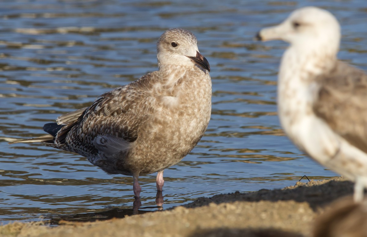 goéland sp. (Larus sp.) - ML612140706