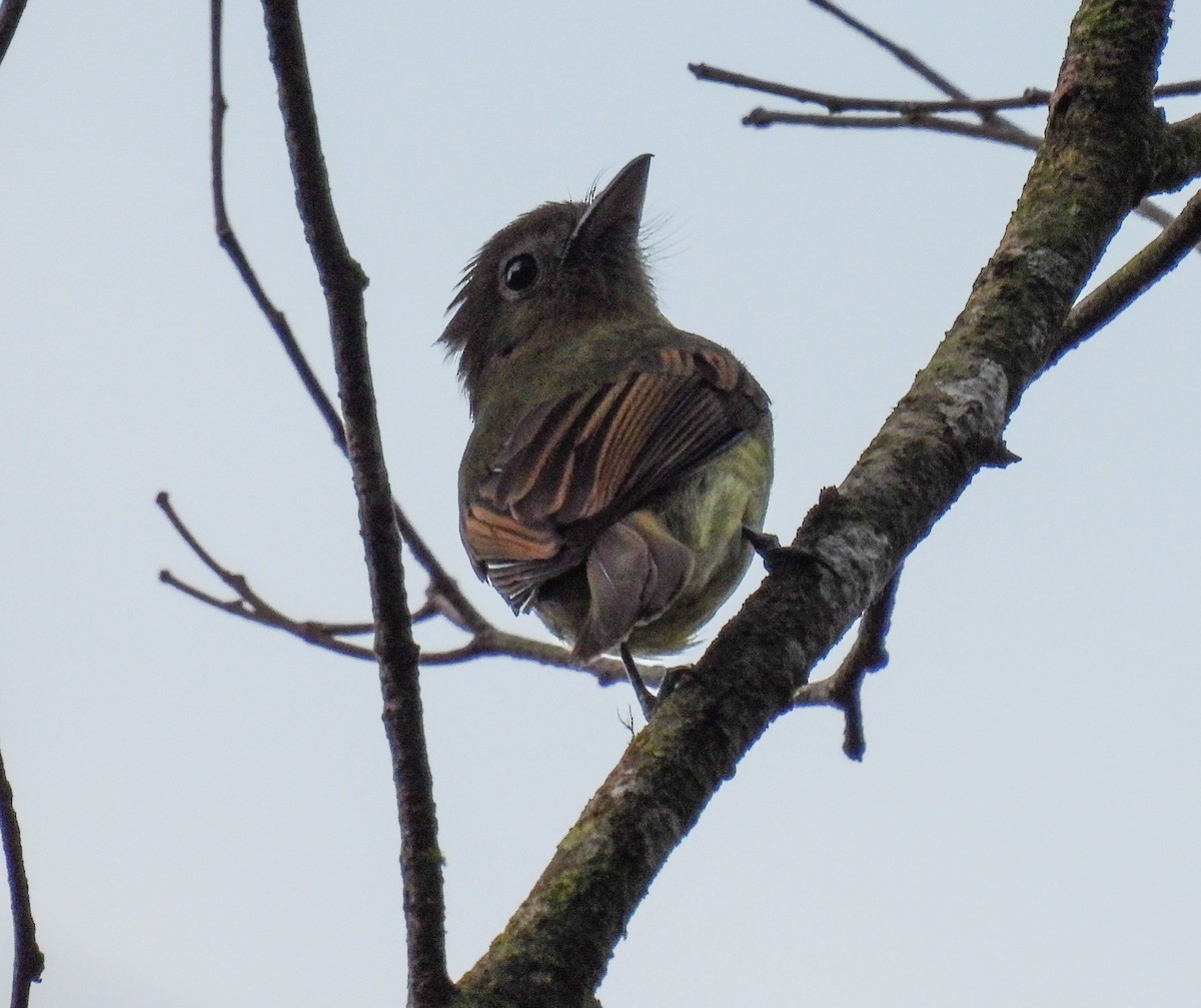 Tyranneau à poitrine fauve - ML612140739