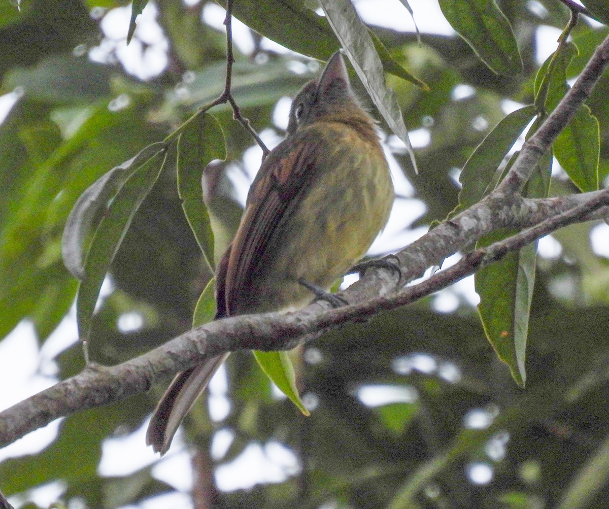 Fulvous-breasted Flatbill - ML612140747