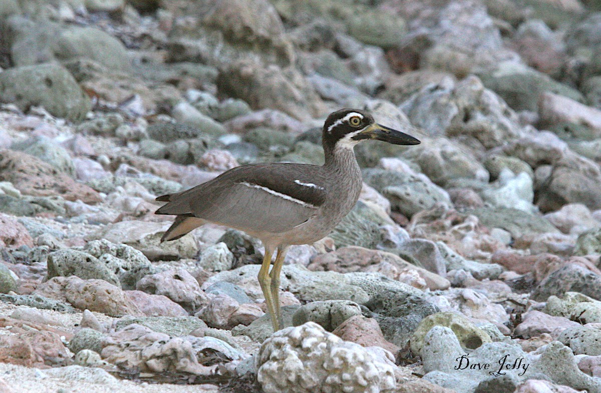 Beach Thick-knee - Dave Jolly