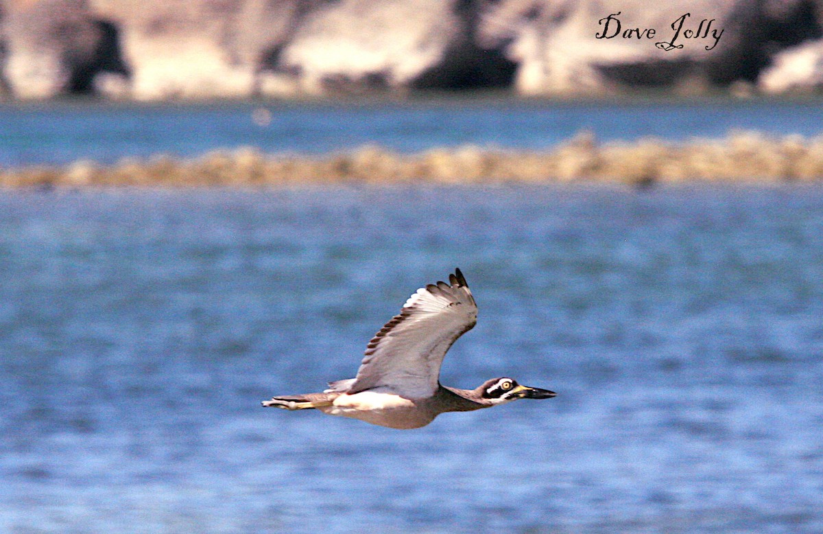 Beach Thick-knee - Dave Jolly