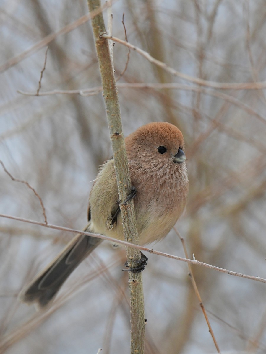 Vinous-throated Parrotbill - xiaobo wang