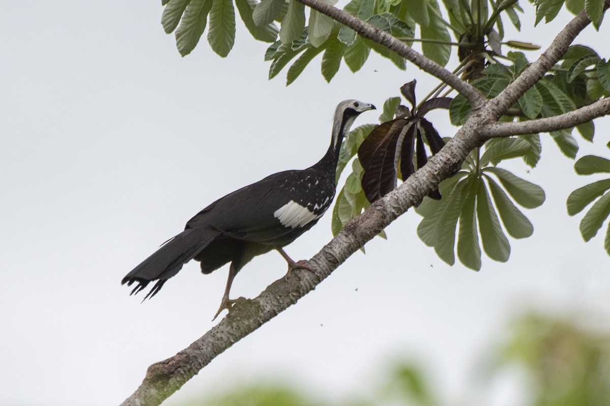 Blue-throated Piping-Guan - ML612140916