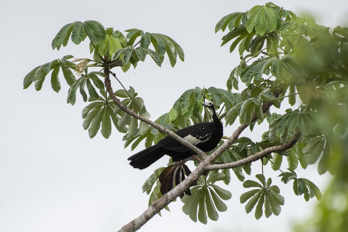 Blue-throated Piping-Guan - ML612140918