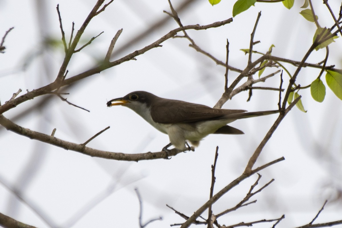 Yellow-billed Cuckoo - ML612140941