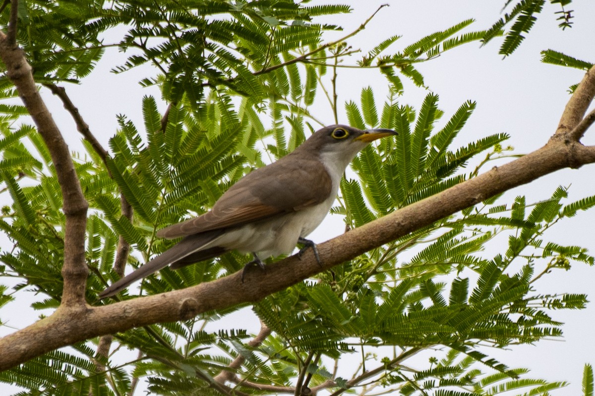 Yellow-billed Cuckoo - ML612140942