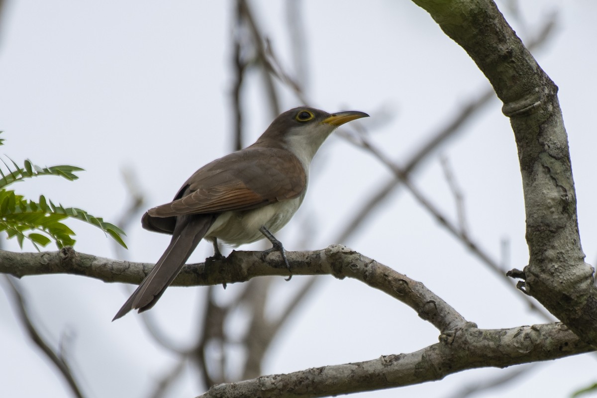 Yellow-billed Cuckoo - ML612140943