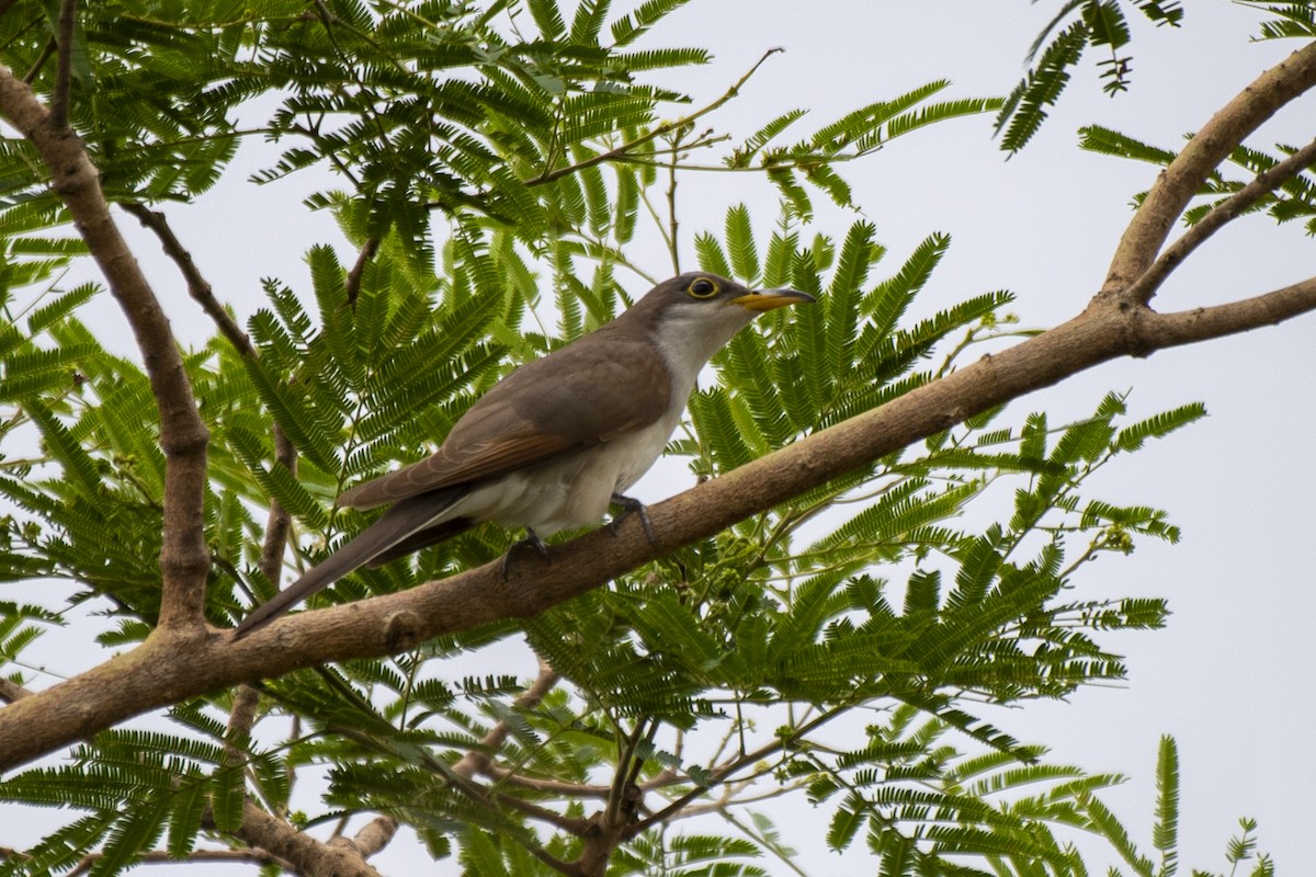 Yellow-billed Cuckoo - ML612140944