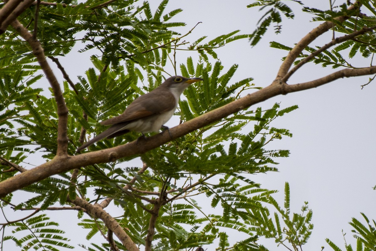 Yellow-billed Cuckoo - ML612140946