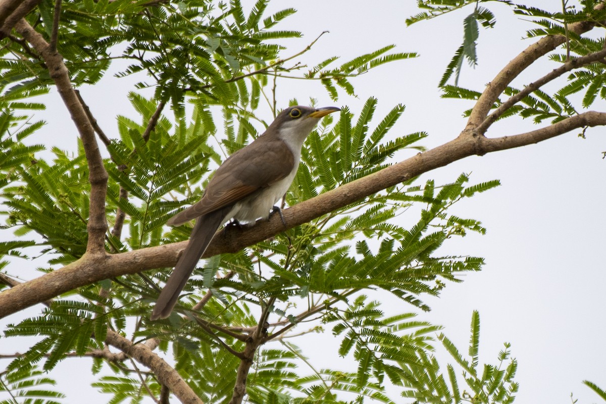 Yellow-billed Cuckoo - Luiz Carlos Ramassotti