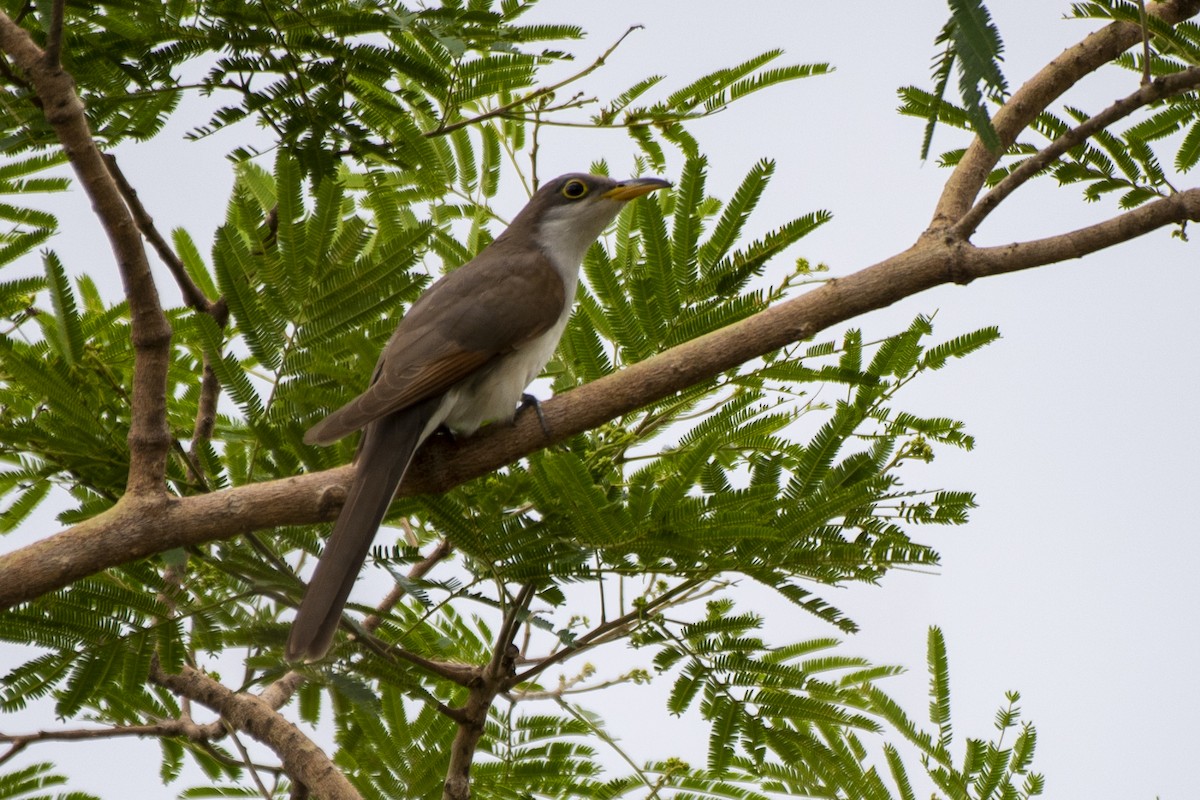 Yellow-billed Cuckoo - ML612140949