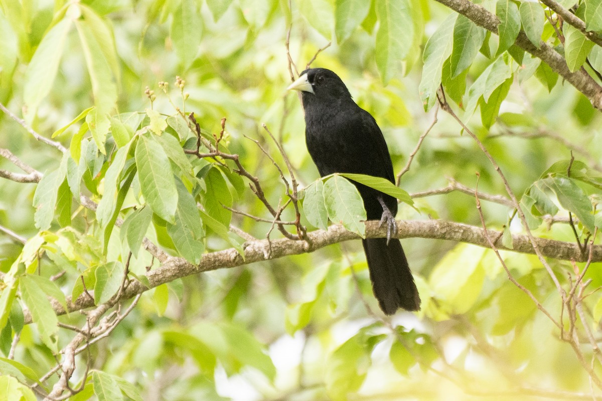 Solitary Black Cacique - ML612140967