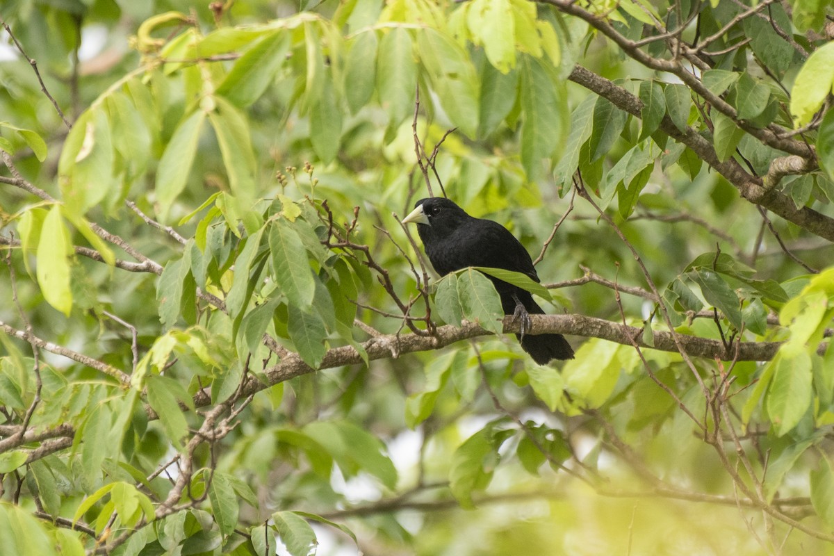 Solitary Black Cacique - ML612140993