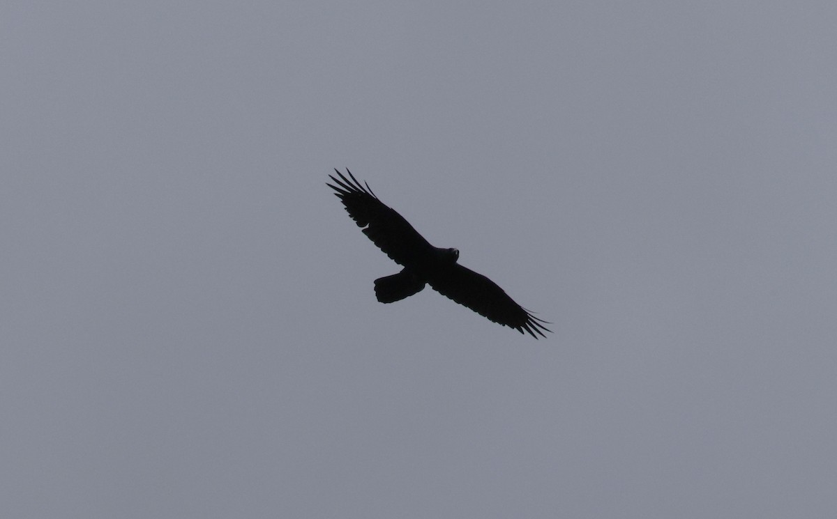 Common Raven - ML612141021
