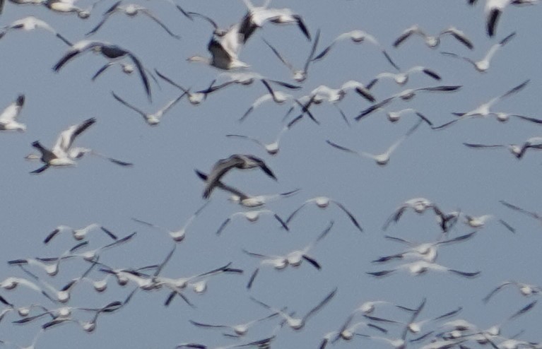 Snow Goose - ML612141060