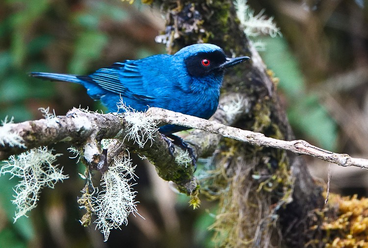 Masked Flowerpiercer - Arden Anderson