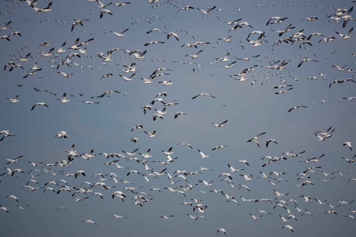 Snow Goose - ML612141062