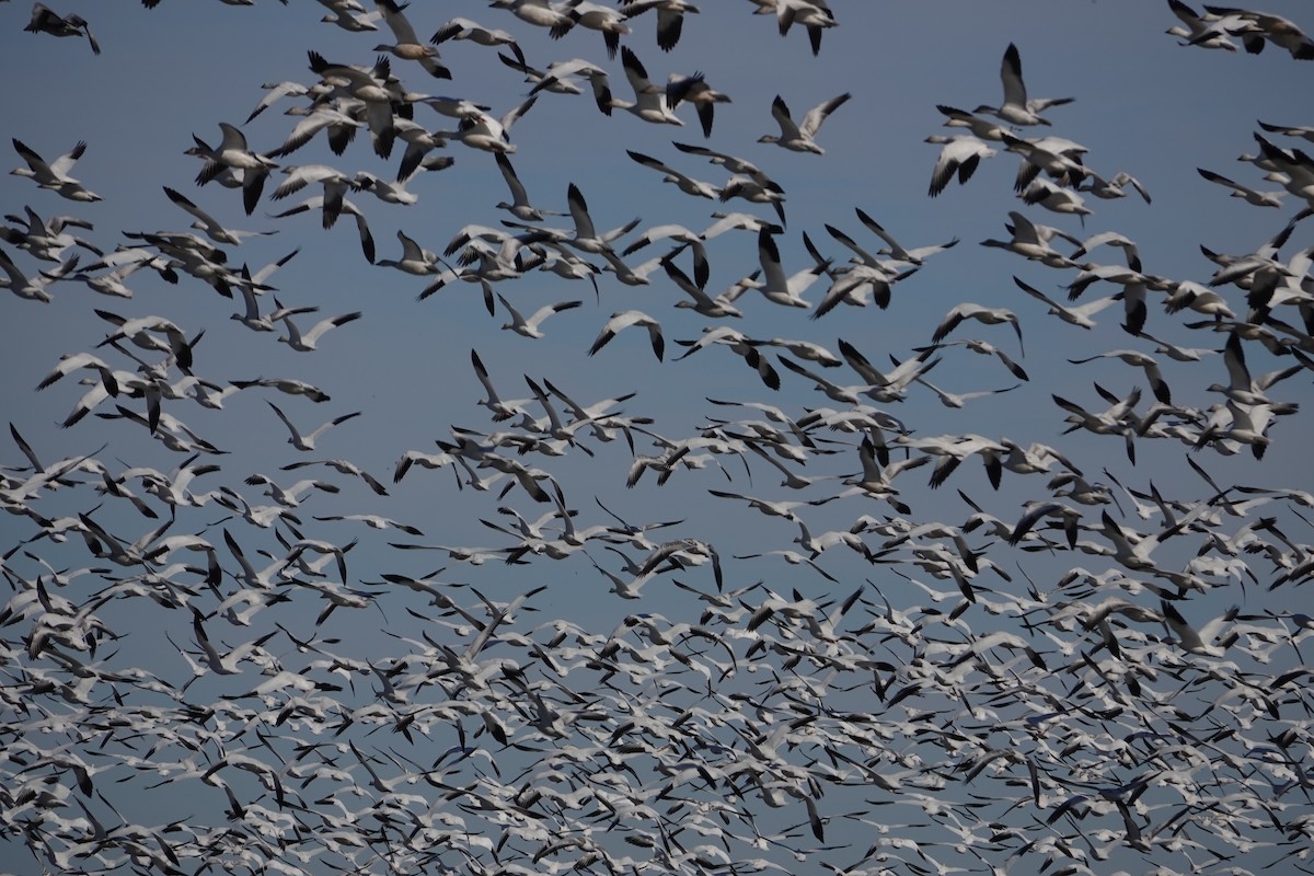 Snow Goose - ML612141063