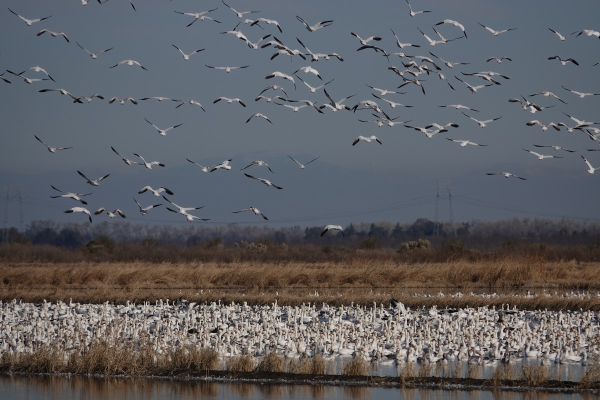 Snow Goose - ML612141064