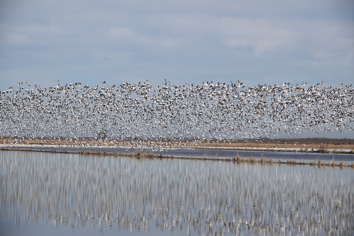 Snow Goose - ML612141066