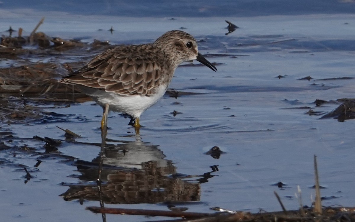 Least Sandpiper - ML612141144