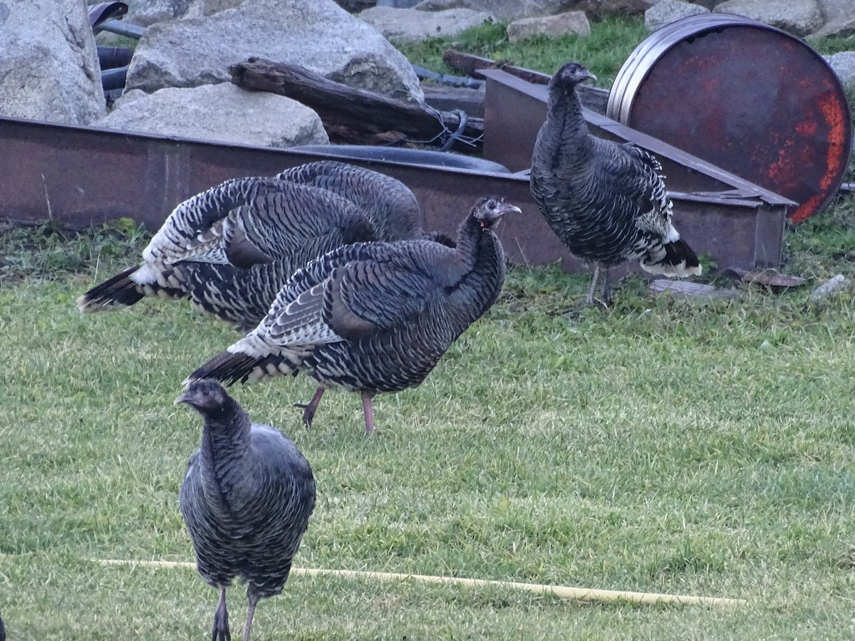 Wild Turkey - ML612141181