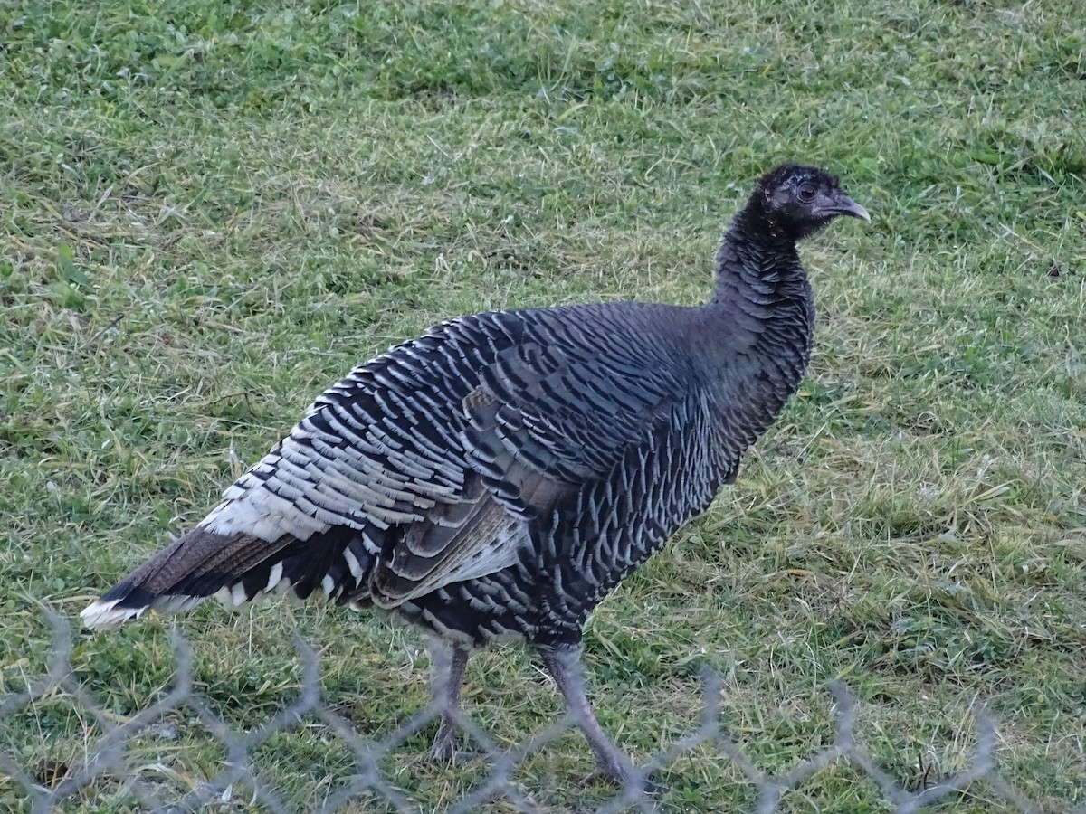 Wild Turkey - ML612141185