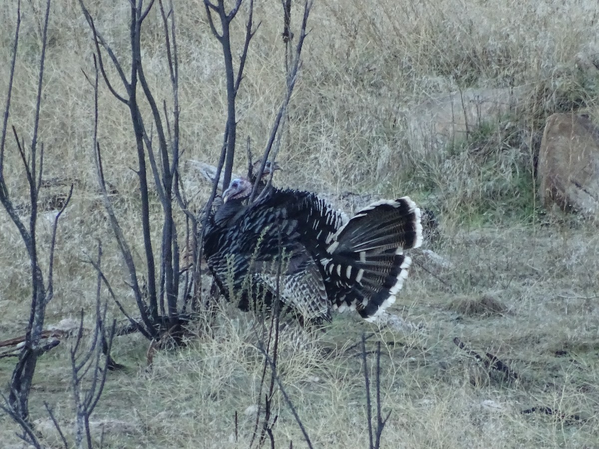 Wild Turkey - ML612141188