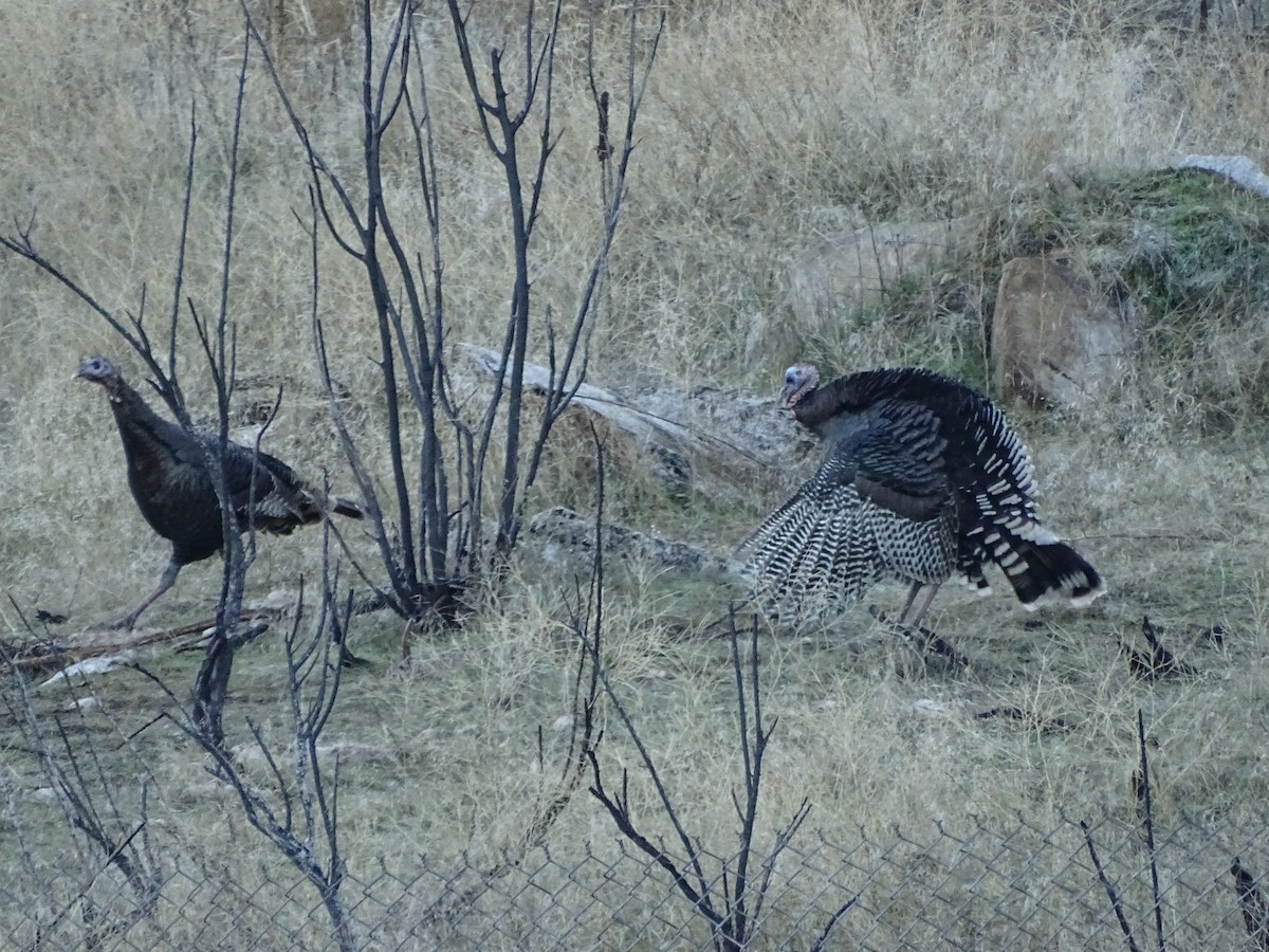 Wild Turkey - ML612141192