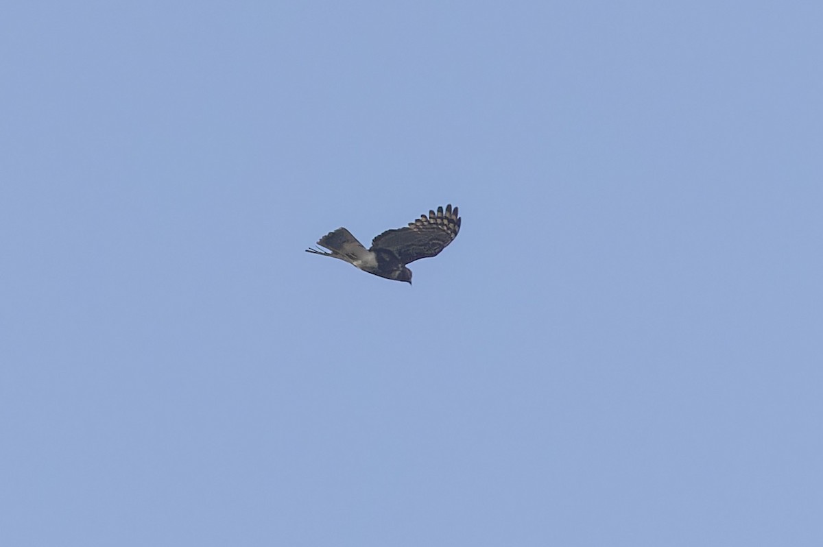 Madagascar Cuckoo-Hawk - Michael Todd