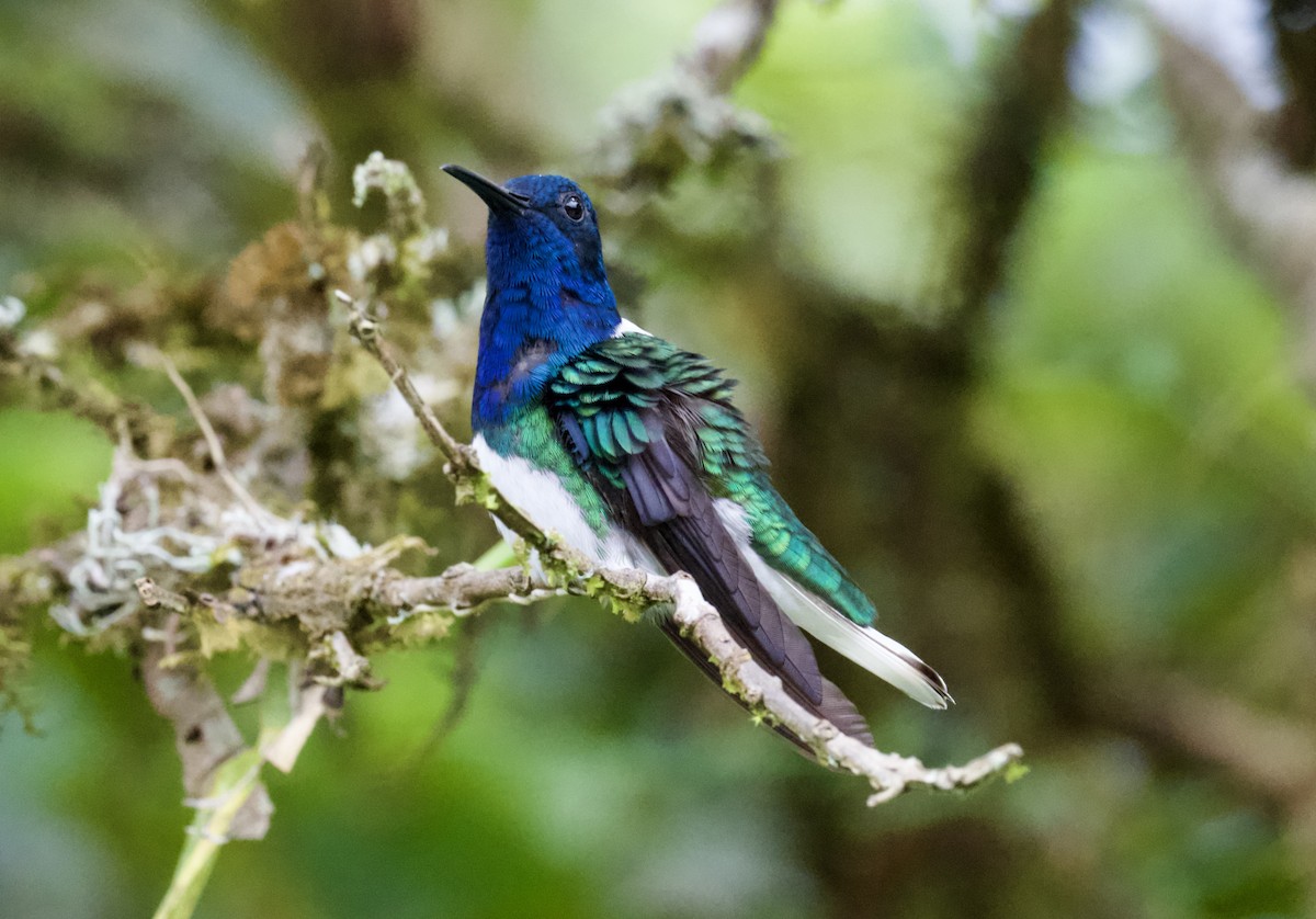 White-necked Jacobin - ML612141354