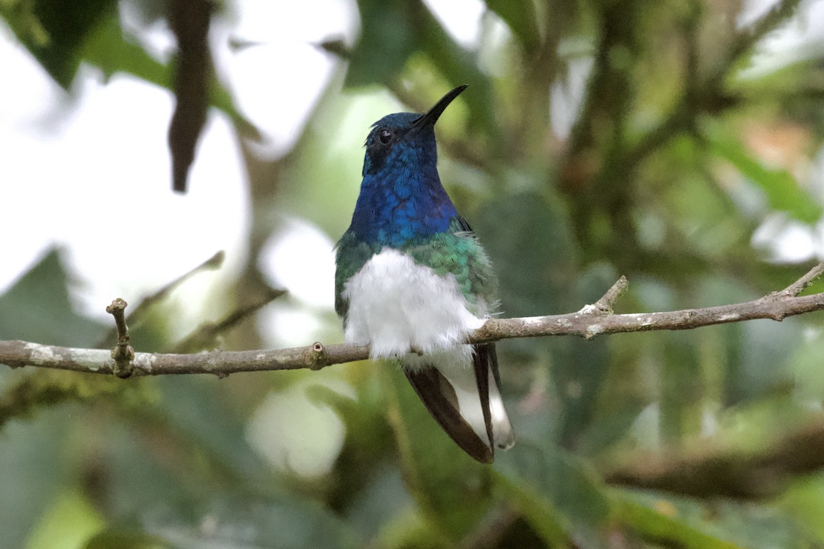 White-necked Jacobin - ML612141388