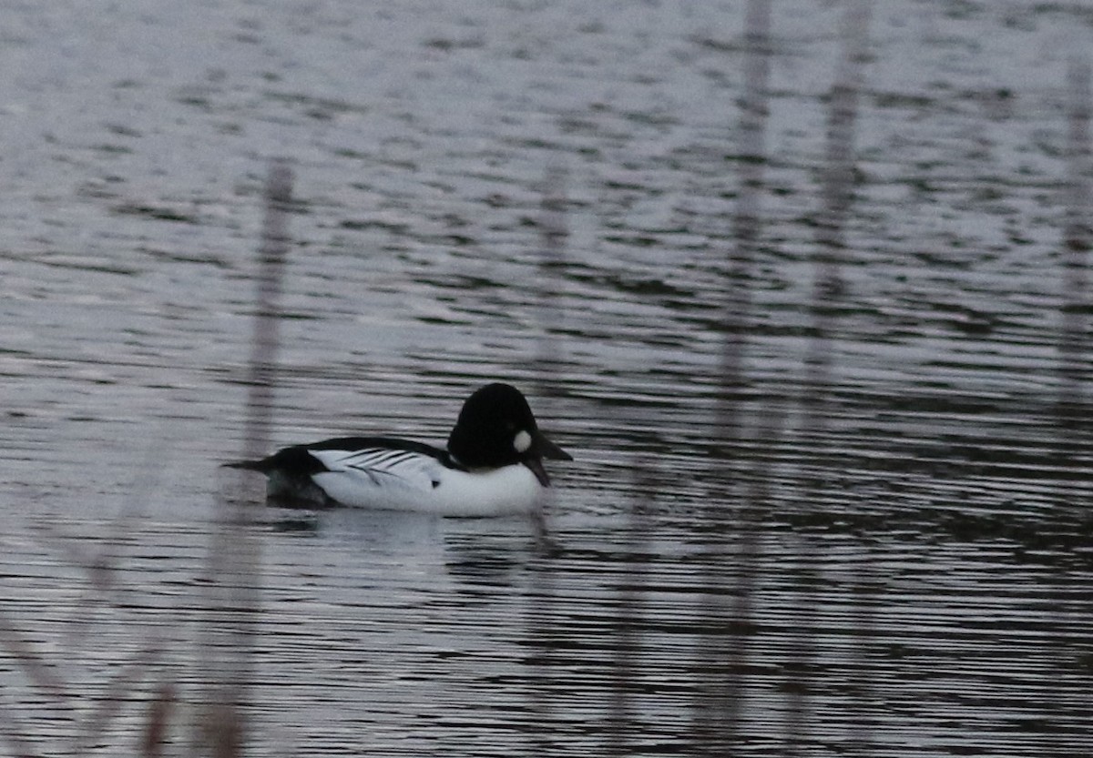 Common Goldeneye - ML612141394