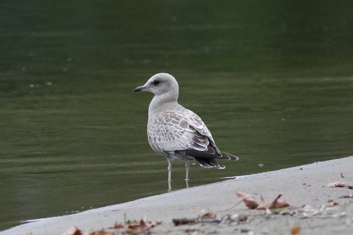 Short-billed Gull - ML612141399