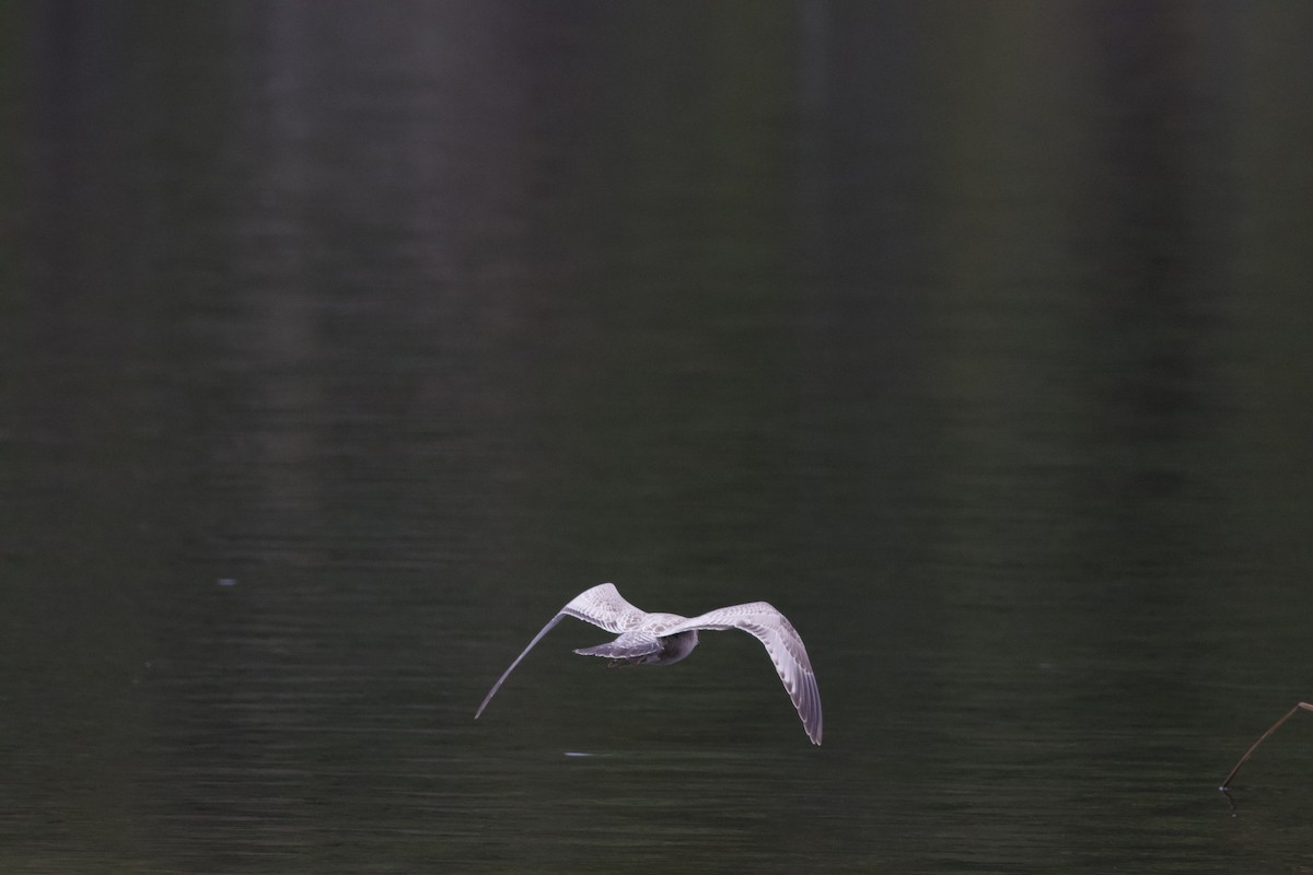 Short-billed Gull - ML612141401