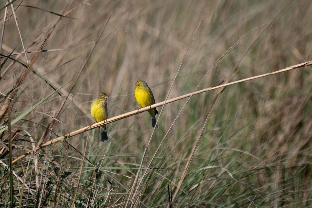 Grassland Yellow-Finch - ML612141492