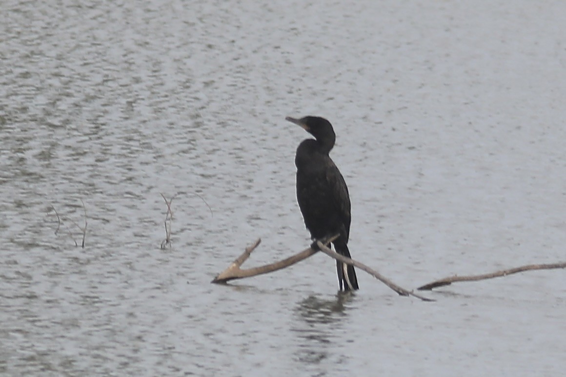 Neotropic Cormorant - ML612141538