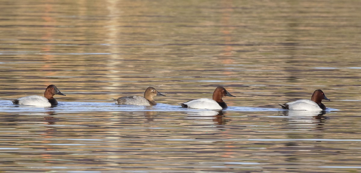 Canvasback - Diane Hoy