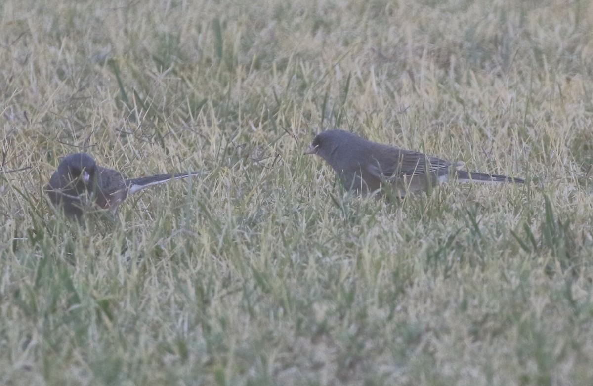 Dark-eyed Junco (Pink-sided) - ML612141660