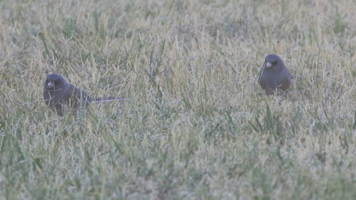 Dark-eyed Junco (Pink-sided) - ML612141661