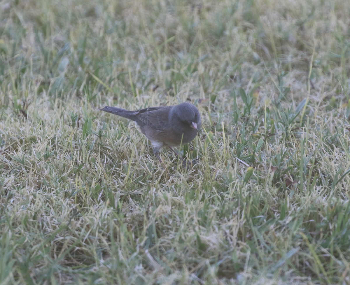 Dark-eyed Junco (Pink-sided) - ML612141664